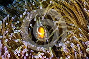 Clown fish in Indonesia