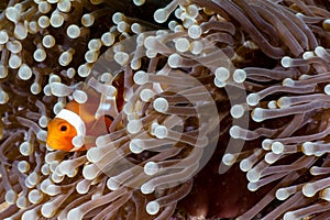 Clown fish in Indonesia