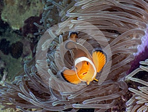 Clown fish in Indonesia