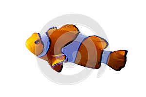 Clown fish, Isolated photo