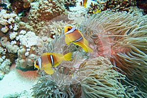 Clown fish with juvenile near sea anemone. Amphiprion bicinctus - Two-banded anemonefish. Red Sea