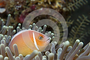 An clown fish looking at you in Cebu Philippines