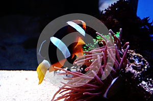 The clown fish near Actinia, finding Nemo