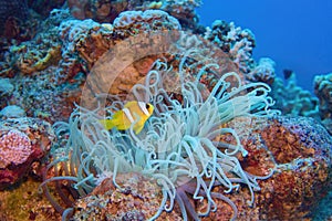 Clown fish near sea anemone. Amphiprion bicinctus - Two-banded anemonefish. Red Sea