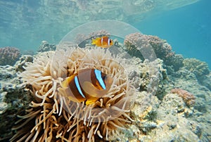 Clown fish near sea anemone, Red sea, marsa Alam, Egypt