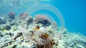 Clown fish near sea anemone, Red sea, marsa Alam, Egypt