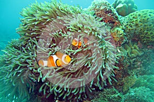 Clown Fish Nemo