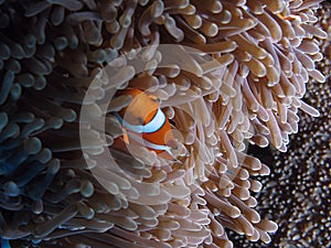 Clown fish - Nemo