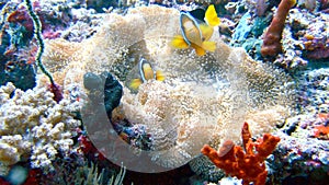 Clown fish - Nemo in the coral reef