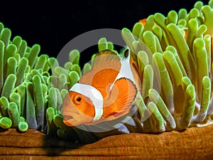 Clown fish of Nemo fame,Ocellaris clownfish. marine life,tropical fish