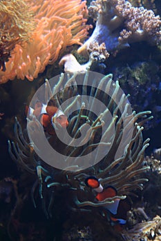 Clown fish nemo