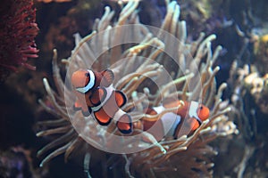 clown fish nemo