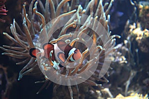 clown fish nemo