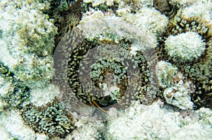 Clown Fish in Pacific Ocean Reef