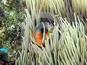 Clown Fish in pink tip anemone