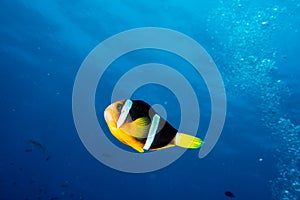 Clown fish portrait on deep blue ocean