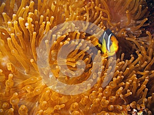 Clown Fish with red anemone photo