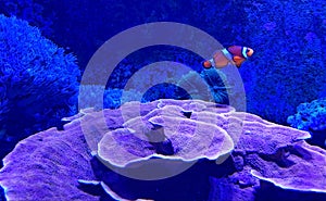 Clown Fish, salt water fish