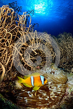 A clown fish in a sea anemone