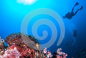 Clown fish in sea anemone rocks and Scuba Diver.