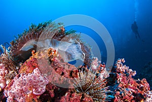 Clown fish in sea anemone rocks under the blue sea.