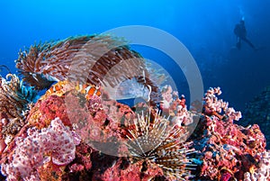 Clown fish in sea anemone rocks under the blue sea