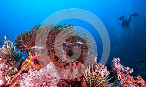 Clown fish in sea anemone rocks under the blue sea