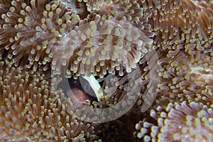 Clown fish in sea anenome