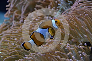 Clown fish in the sea.