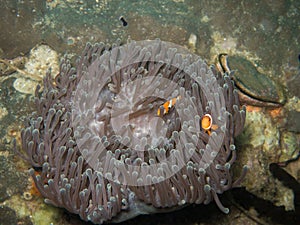 Clown fish in soft coral in Myanmar divesite