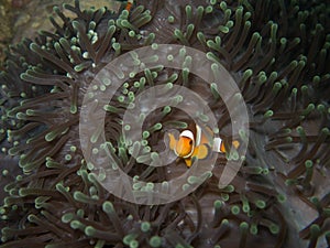 Clown fish in soft coral in Myanmar divesite