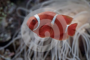 Clown fish swimming