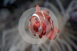 Clown fish swimming