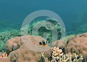 Clown fish on a coral head on the Great Barrier Reef