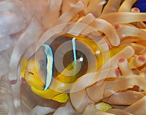 Clown Fish swimming in anemone
