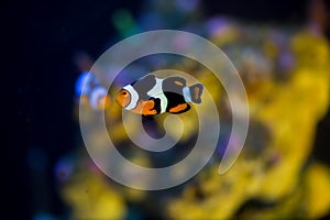 Clown fish swimming