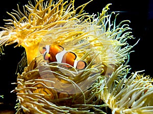 Clown fish swimming near colorful corals, abstract natural background, beautiful wildlife, wonderful nature