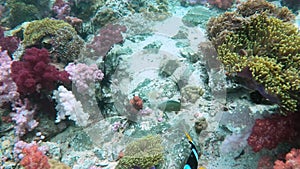 Clown fish swimming near stony coral reef in underwater world Koh Lipe