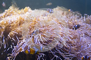 Clown Fish swimming in sea anemones in aquarium