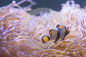 Clown Fish swimming in sea anemones in aquarium