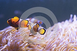 Clown Fish swimming in sea anemones in aquarium