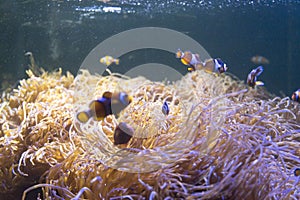 Clown Fish swimming in sea anemones in aquarium