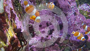 Clown Fish Swimming Underwater