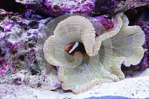 The clown fish is a two-striped amphiprion Amphiprion bicinctus and soft coral.