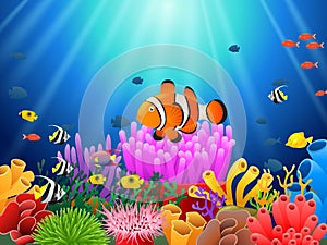 Clown fish under the sea