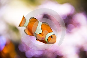 Clown fish underwater bokeh background