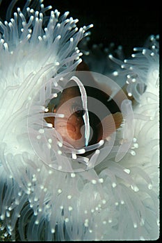 Clown fish in White Anemone