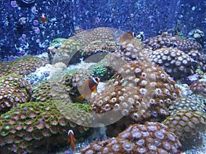 Clown Fishes and anemone