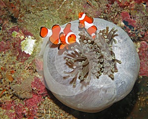 Clown Fishes with Anemone (Moalboal - Philippines)