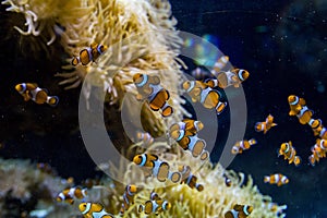 A clown fishes in aquarium